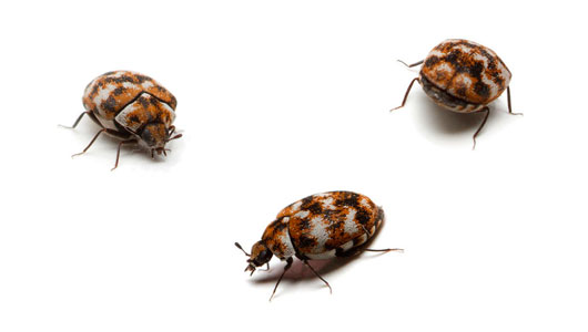 Pest Control Carpet-Beetles