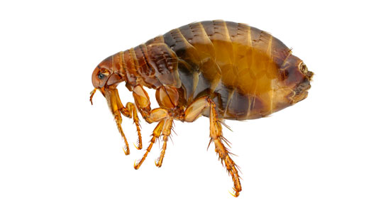 Pest Control Fleas