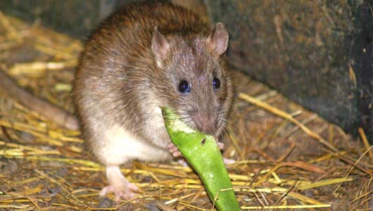 Rat Pests