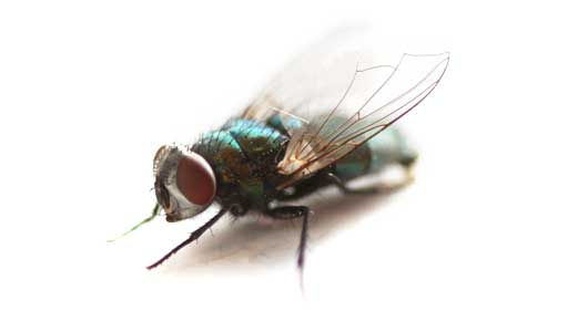 Pest Control Flies
