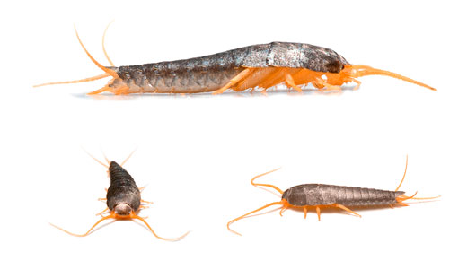 Pest Control Silverfish