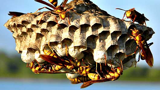 Pest Control Wasps