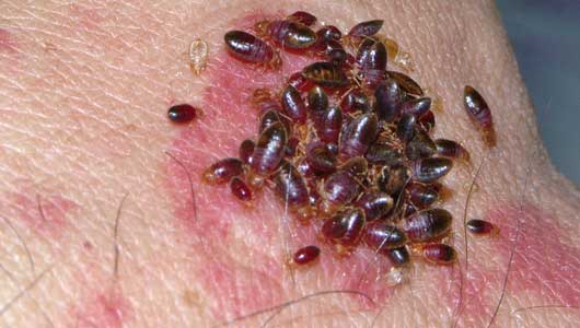 Pest Control Bed Bugs